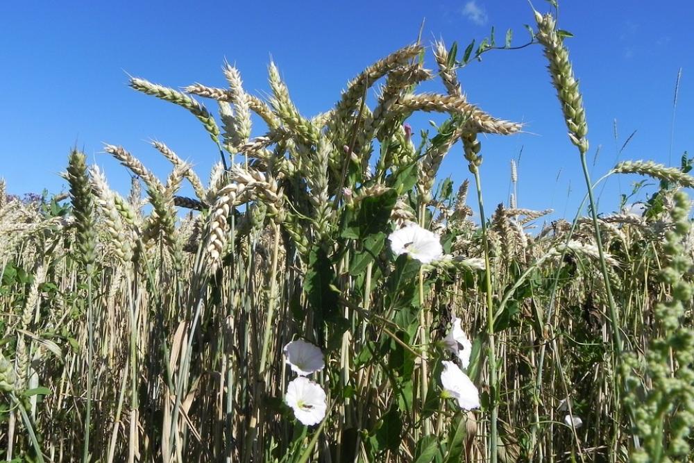 Funnel Thread Bindweed Wheat Spike Winds Funnel Thread Bindweed Wheat Spike Winds