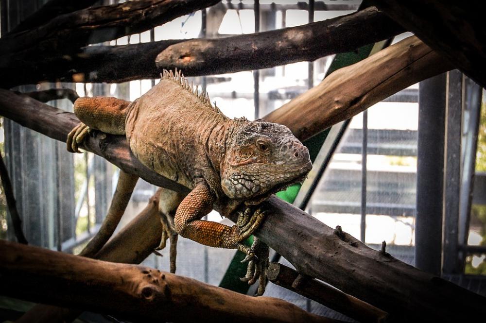Gad The Lizard Animal Zoo Gad The Lizard Animal Zoo