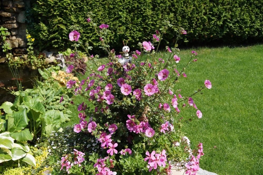 Garden Mallow Kitsch Flowers Pink Mallow Garden Mallow Kitsch Flowers Pink Mallow