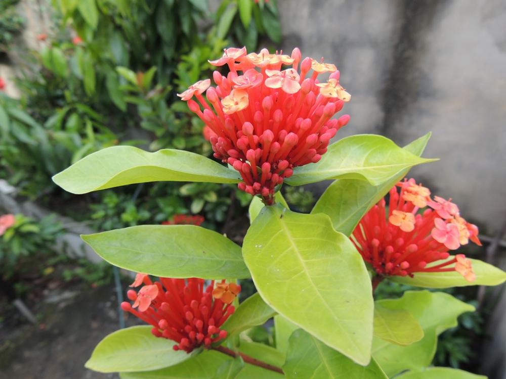 Garden Flowers Green Botanist Leaves Garden Flowers Green Botanist Leaves
