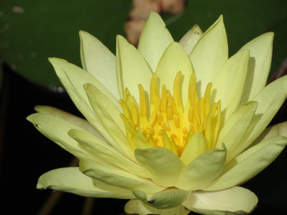 Garden Pond Lily Waterlilies Yellow Plants Garden Pond Lily Waterlilies Yellow Plants