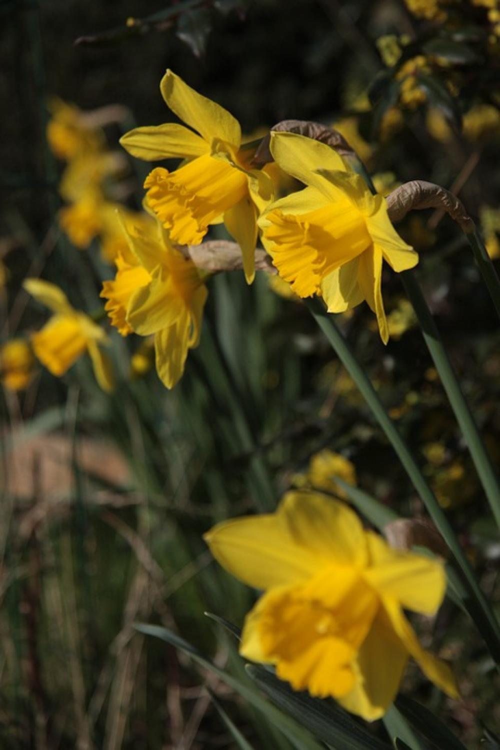 Garden Petals Nature Flowers Flower Spring Petal Garden Petals Nature Flowers Flower Spring Petal