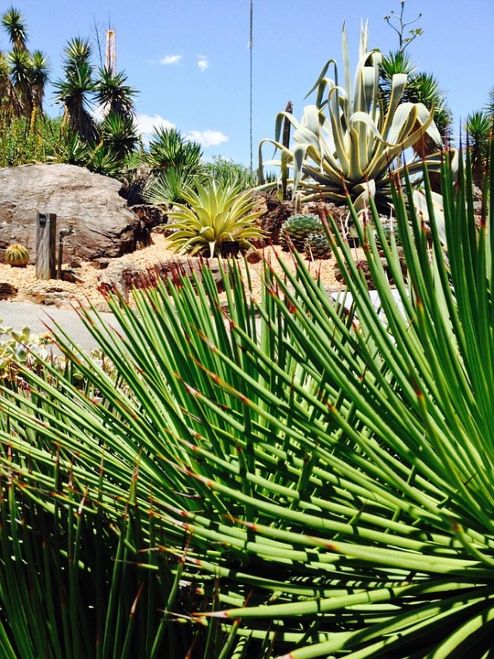 Garden Plant Cactus Garden Plant Cactus