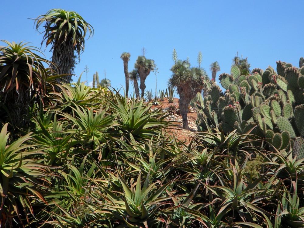 Garden Botanical Garden Flora Plant Exotic Plants Garden Botanical Garden Flora Plant Exotic Plants
