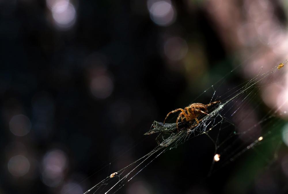 Garden Spider Araneus Diadematus Light Reflections Garden Spider Araneus Diadematus Light Reflections