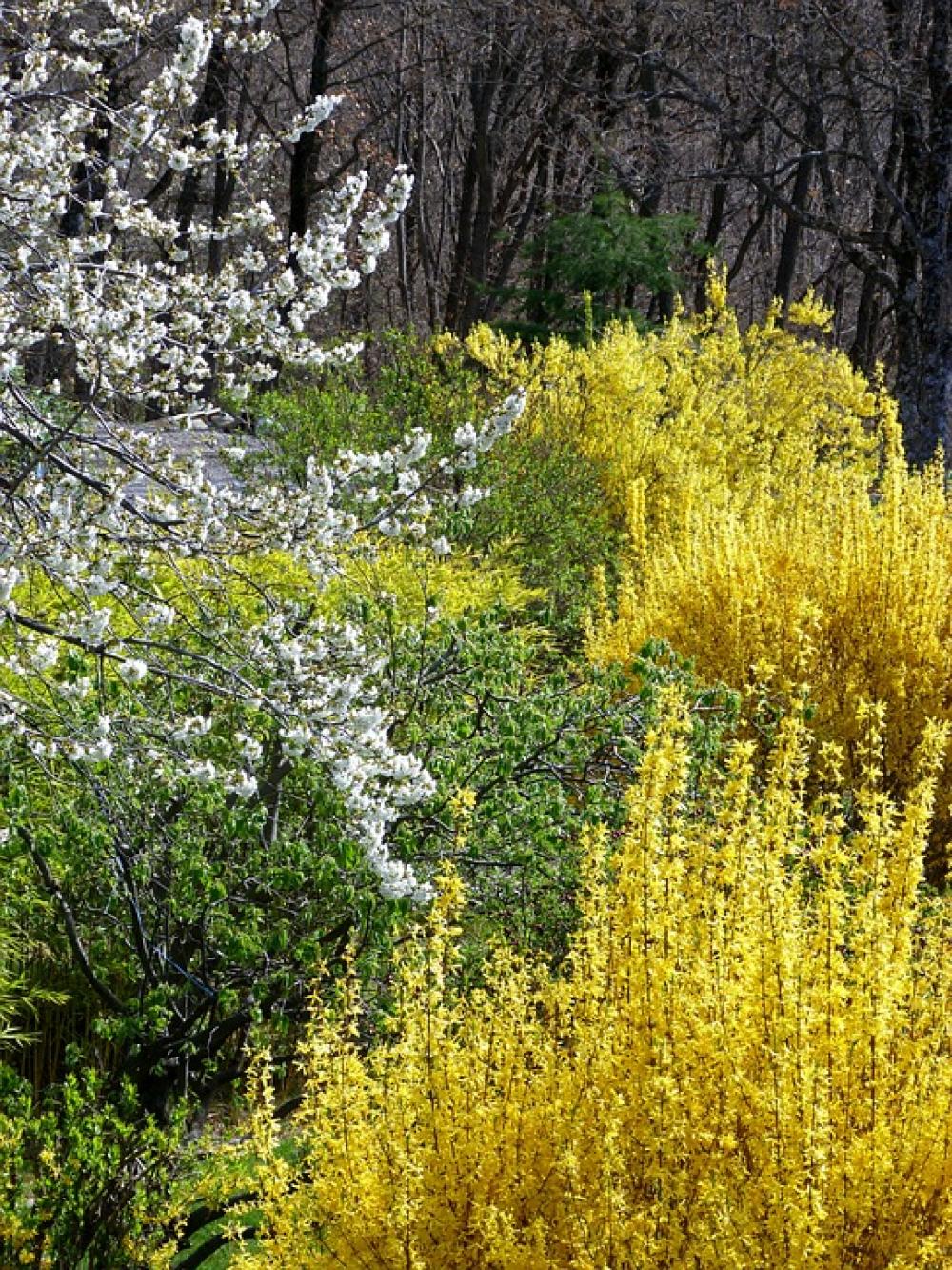 Gardens Spring Flowering Nature Contrast Yellow Gardens Spring Flowering Nature Contrast Yellow