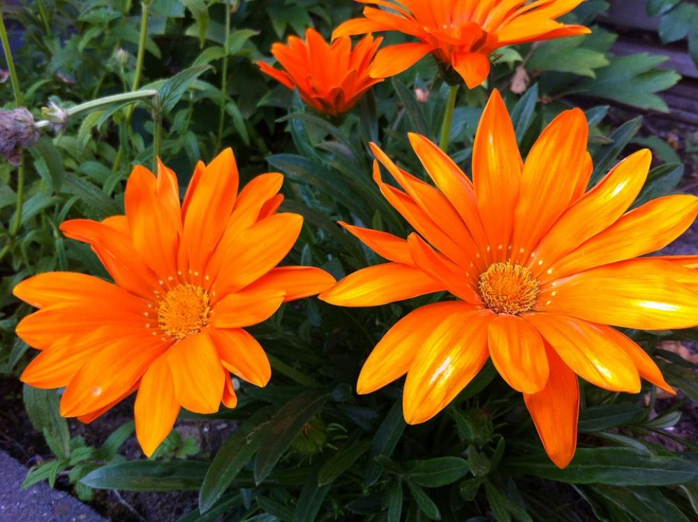 Gazania Splendens Garden Plant Orange Gazania Splendens Garden Plant Orange