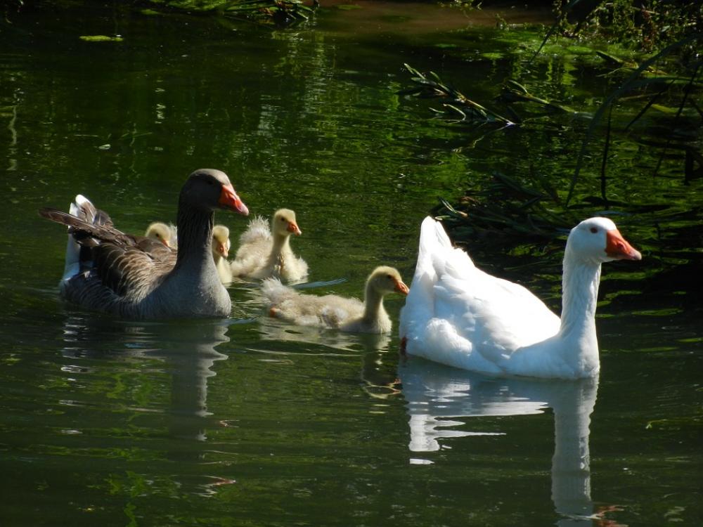 Geese Goose Family Water Swim Chicks Birds Bird Geese Goose Family Water Swim Chicks Birds Bird