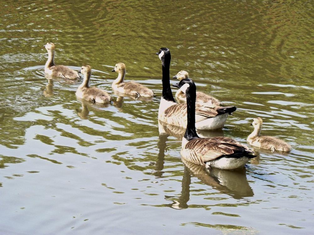 Geese Young Cute Spring Life Wildlife Gosling Geese Young Cute Spring Life Wildlife Gosling