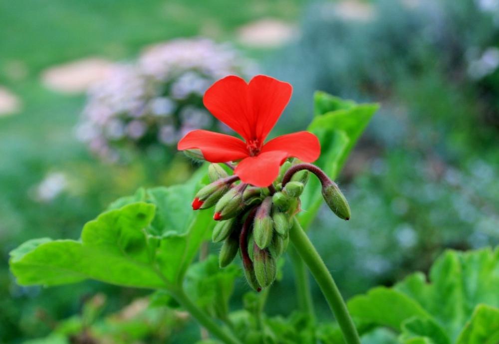 Geranium Flower Bloom Red Bright Foliage Green Geranium Flower Bloom Red Bright Foliage Green