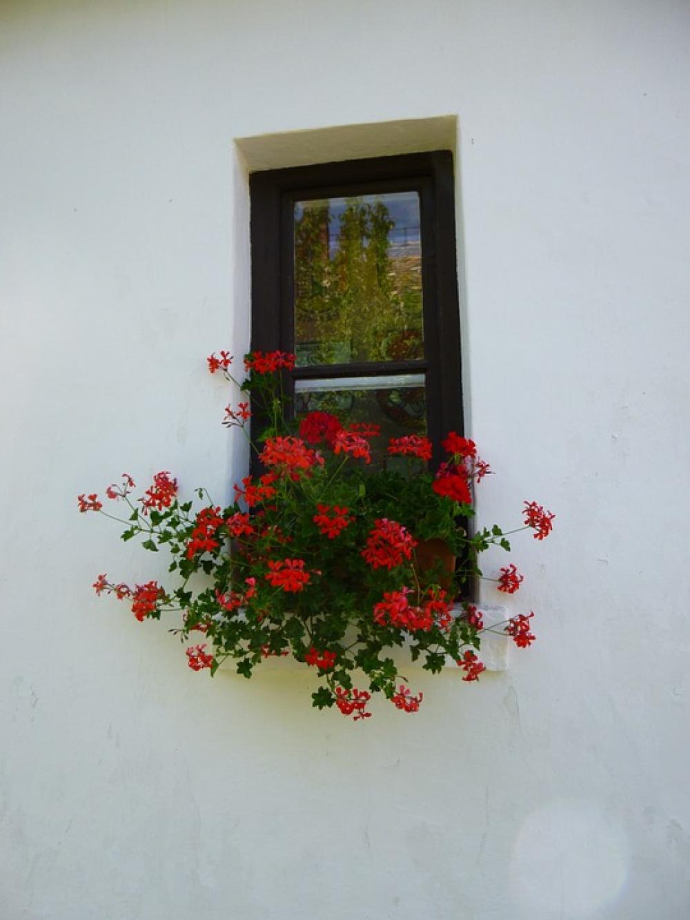 Geranium Window Red Flower Geranium Window Red Flower