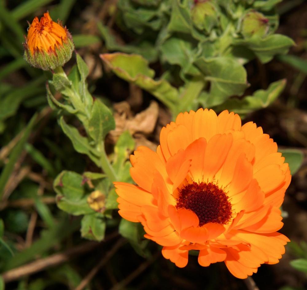 Gerbera Flowers Plant Summer Colorful Beautiful Gerbera Flowers Plant Summer Colorful Beautiful
