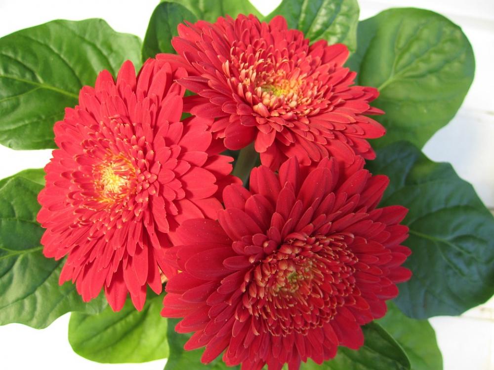 Gerbera Flower Blossom Bloom Red Garden Gerbera Flower Blossom Bloom Red Garden