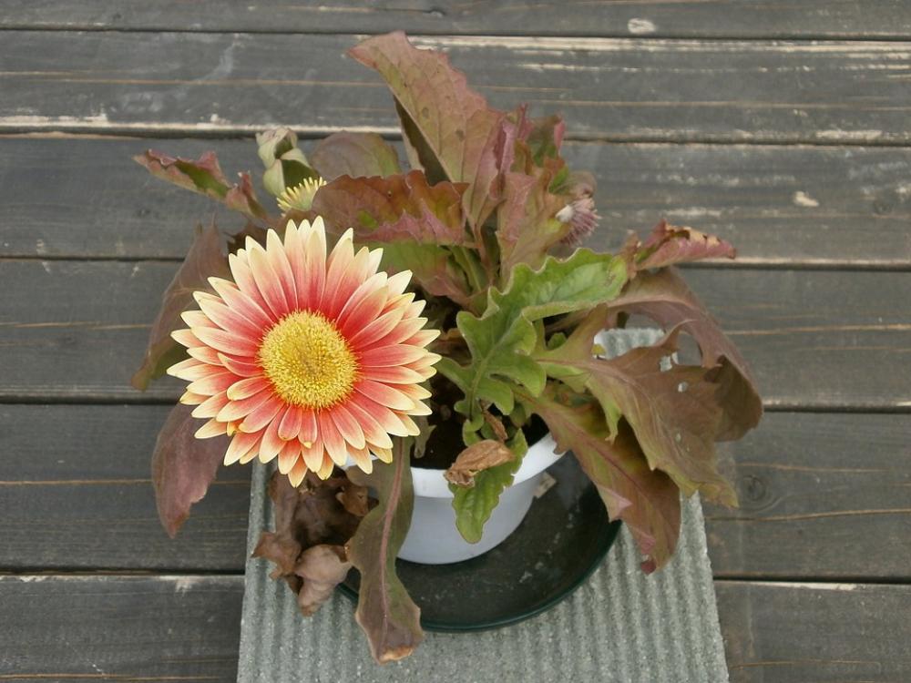 Gerbera Spring Flowers Potted Plants Gerbera Spring Flowers Potted Plants