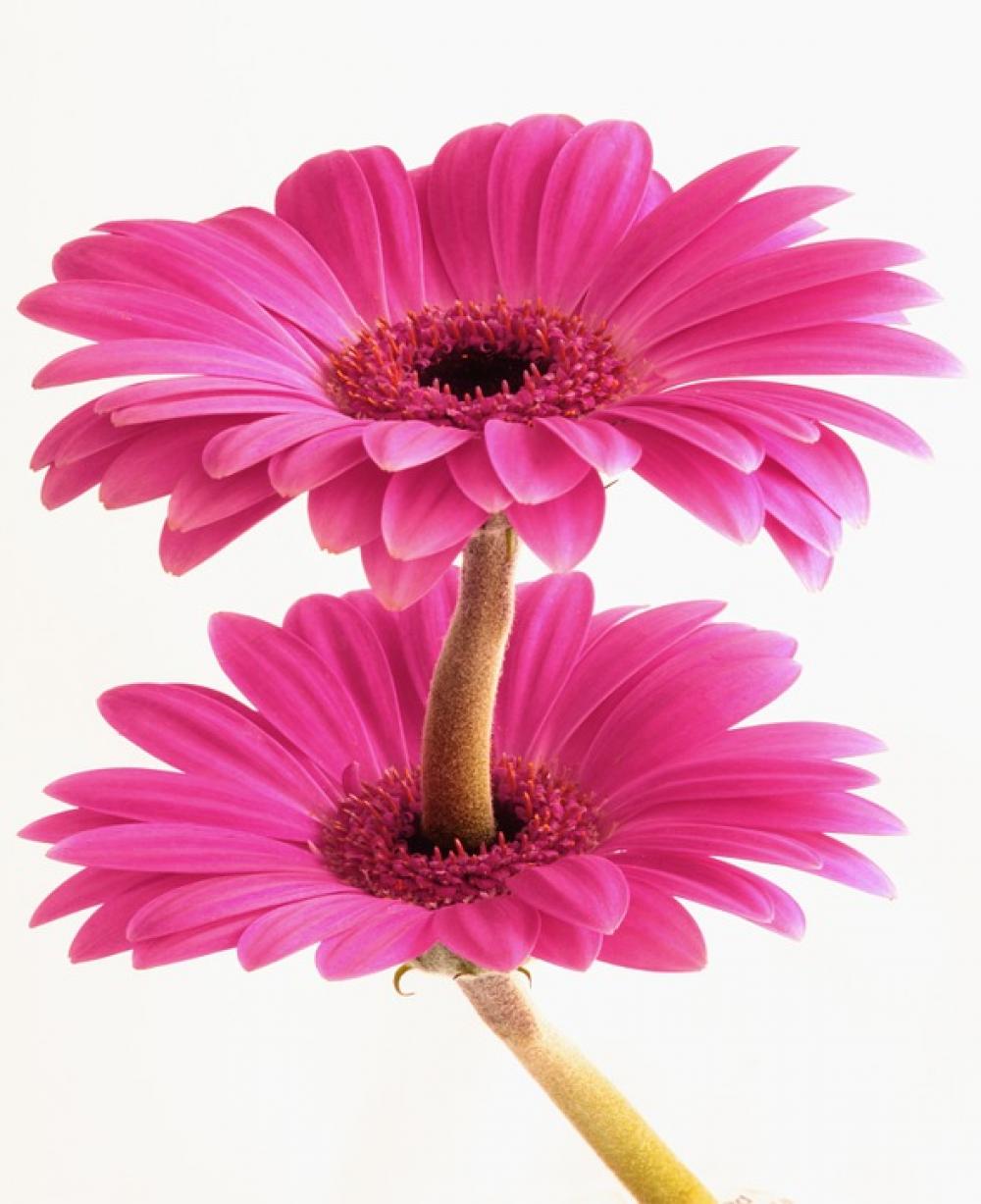 Gerbera Flower Flora Floral Nature Plant Weird Gerbera Flower Flora Floral Nature Plant Weird