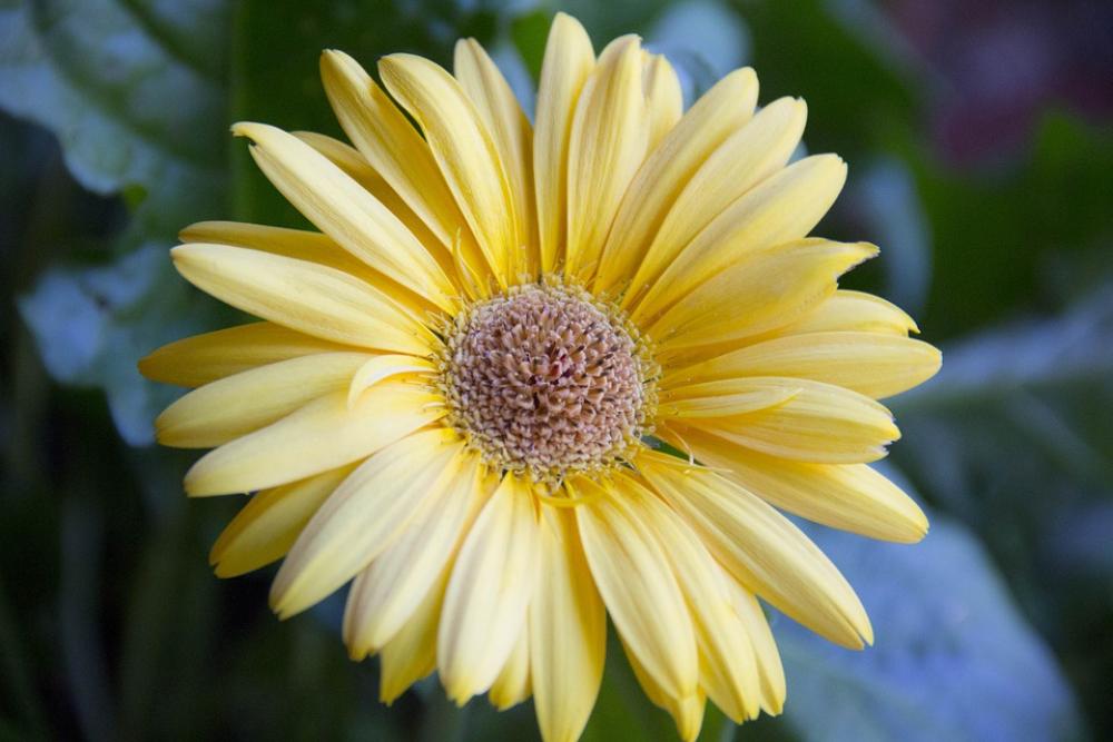 Gerbera Daisy Gerber Daisy Gerbera Gerber Daisy Gerbera Daisy Gerber Daisy Gerbera Gerber Daisy