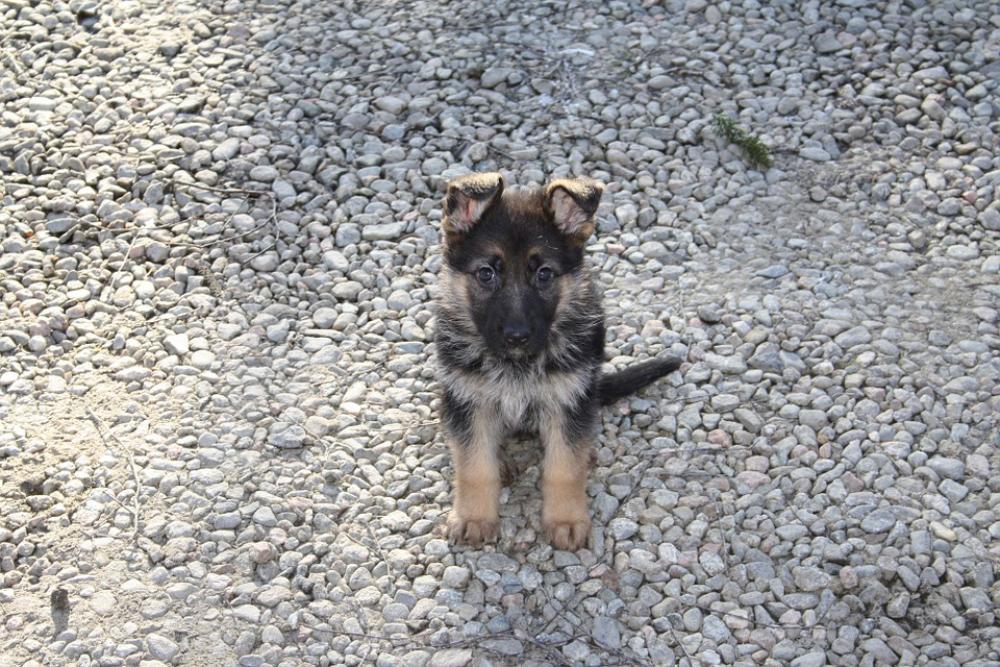 German Shepherd Dog Puppy German Shepherd Dog Puppy