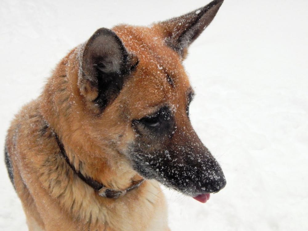German Shepherd Canine Dog Pet Eyes Tongue Face German Shepherd Canine Dog Pet Eyes Tongue Face