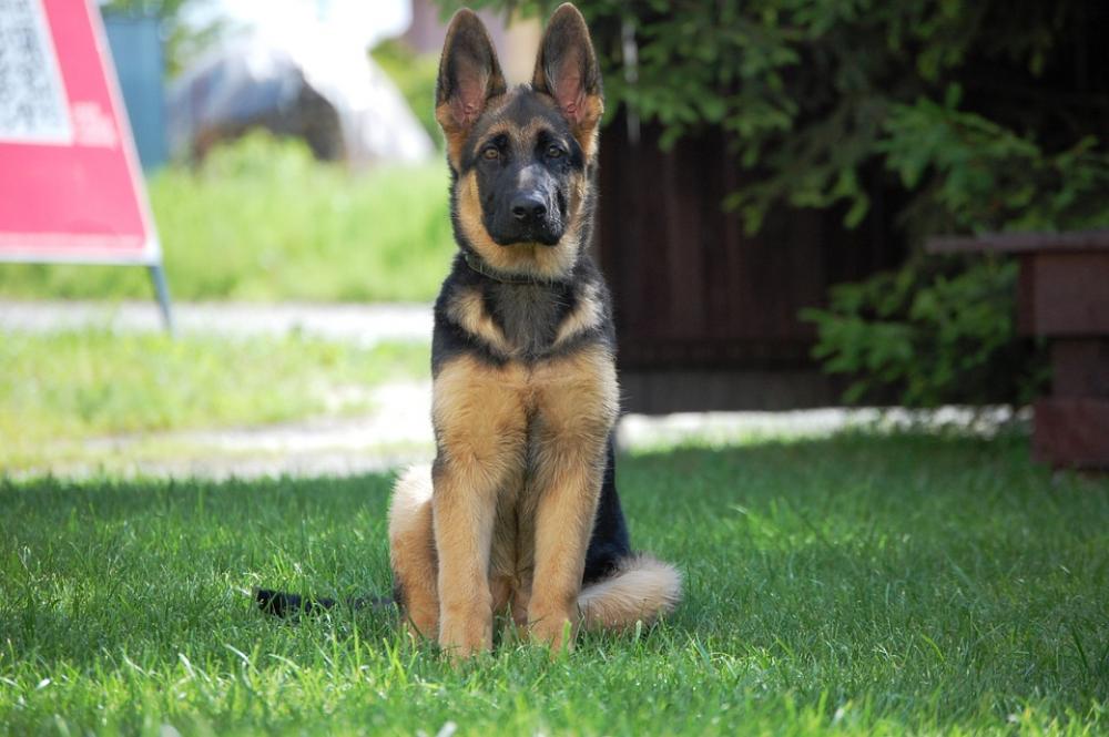 German Shepherd Dog Alsatian German Shepherd Dog Alsatian