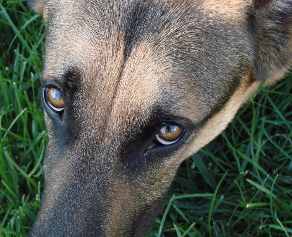 German Shepherd Dog Animal Outdoors Resting Grass German Shepherd Dog Animal Outdoors Resting Grass