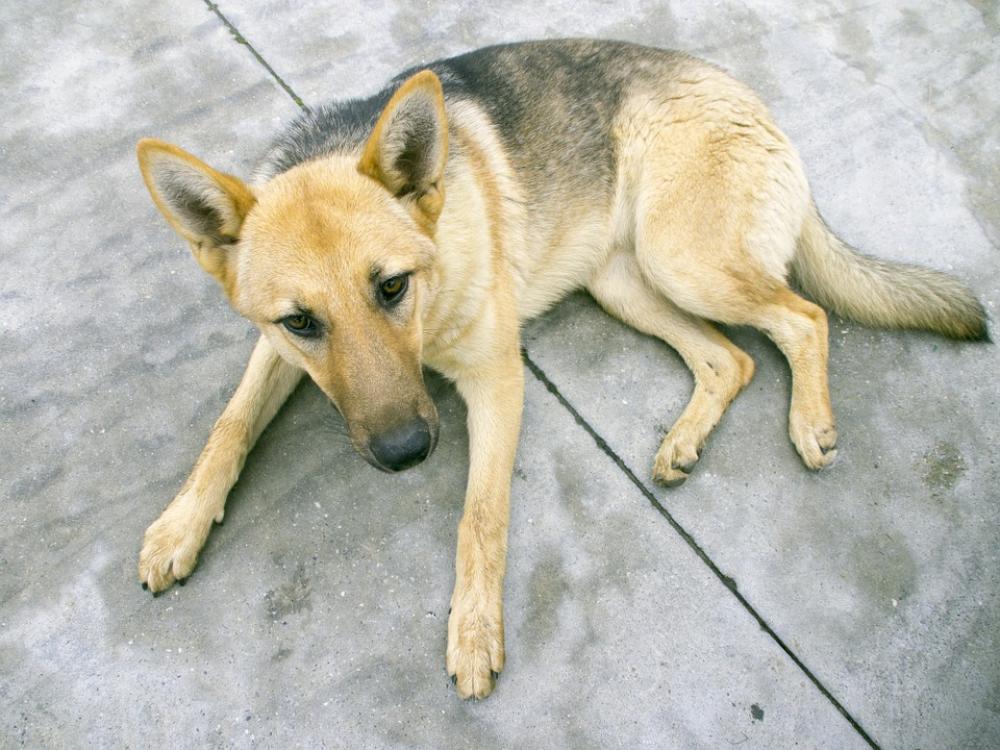 German Shepherd Dog Dog Puppy German Shepherd Dog Dog Puppy