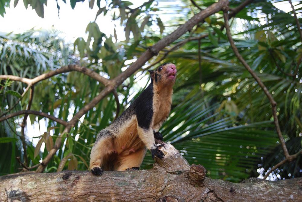 Giant Squirrels Sri Lanka Rodent Giant Squirrels Sri Lanka Rodent
