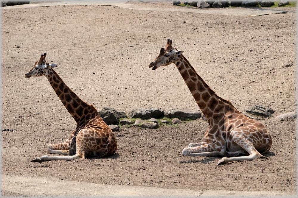 Giraffe Giraffa Camelopardalis Animal Savannah Wild Giraffe Giraffa Camelopardalis Animal Savannah Wild