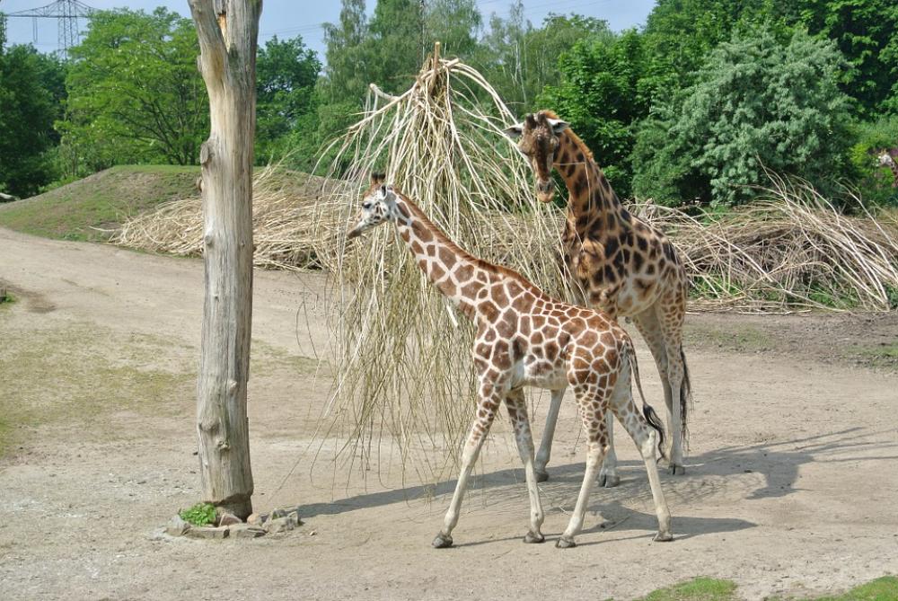 Giraffe Young Nature Growth Giraffe Young Nature Growth