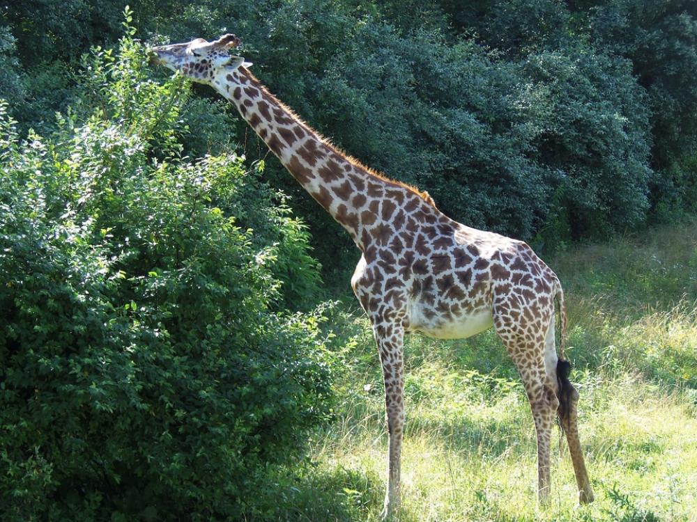 Giraffe Animal Wildlife Nature Africa Safari Neck Giraffe Animal Wildlife Nature Africa Safari Neck
