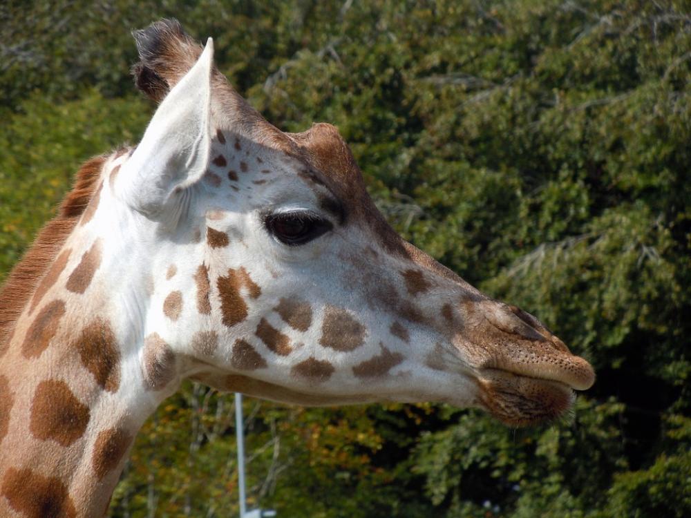 Giraffe Head Animal Africa Safari Giraffe Head Animal Africa Safari