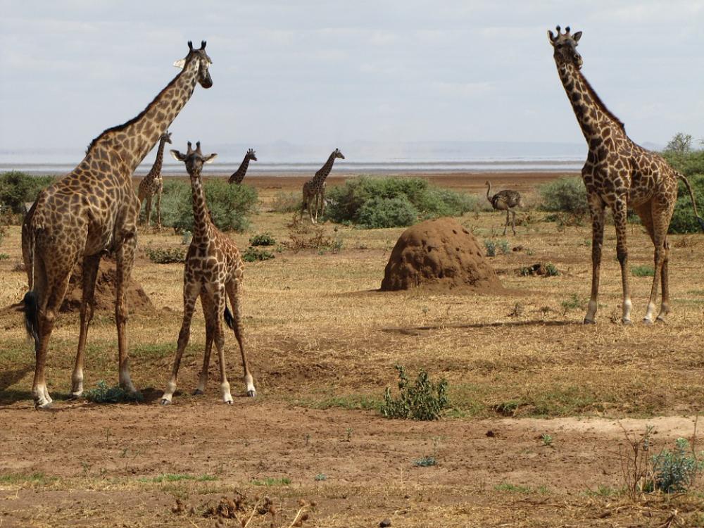 Giraffes Baby Tanzania Giraffes Baby Tanzania