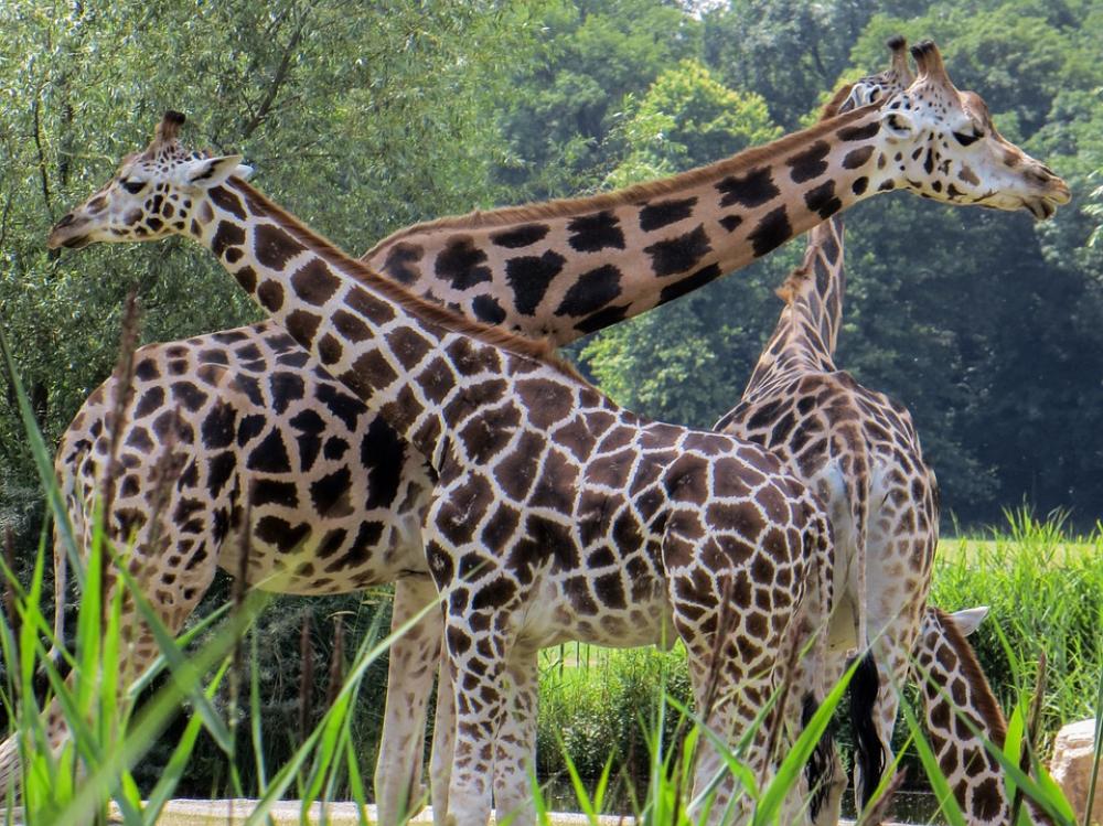 Giraffes Animals Neck Giraffes Animals Neck