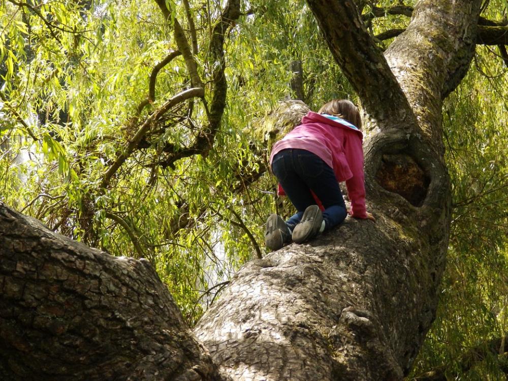 Girl Climbing Tree Girl Climbing Tree
