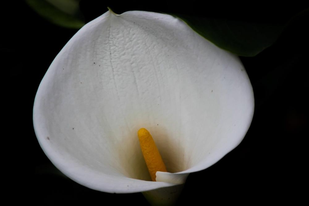 Glass Of Milk Flower Nature Garden Flowers Spring Glass Of Milk Flower Nature Garden Flowers Spring