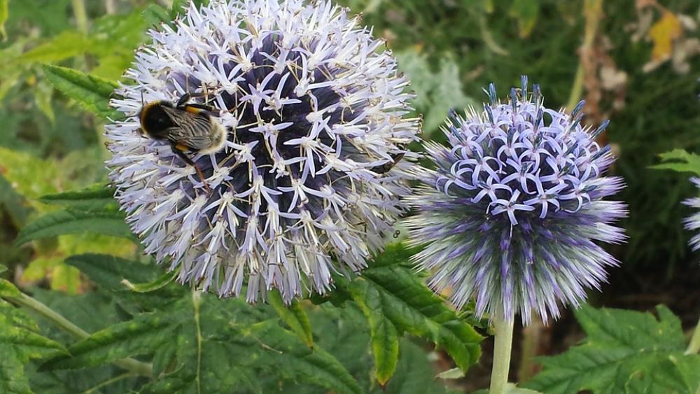 Globe Thistle Bee Flower Insect Pollination Nectar Globe Thistle Bee Flower Insect Pollination Nectar