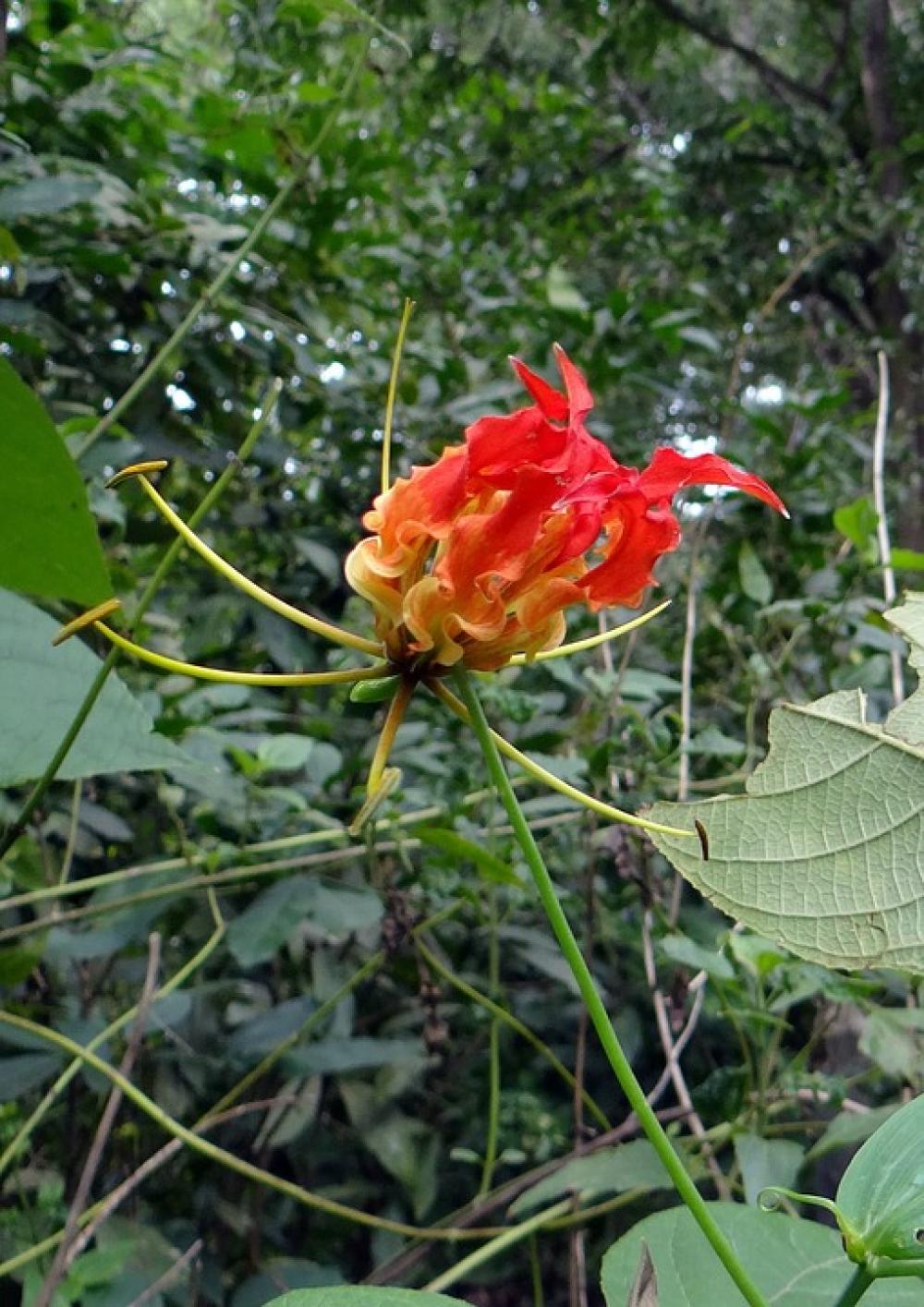 Glory Lily Flower Scarlet Red Gloriosa Glory Lily Flower Scarlet Red Gloriosa
