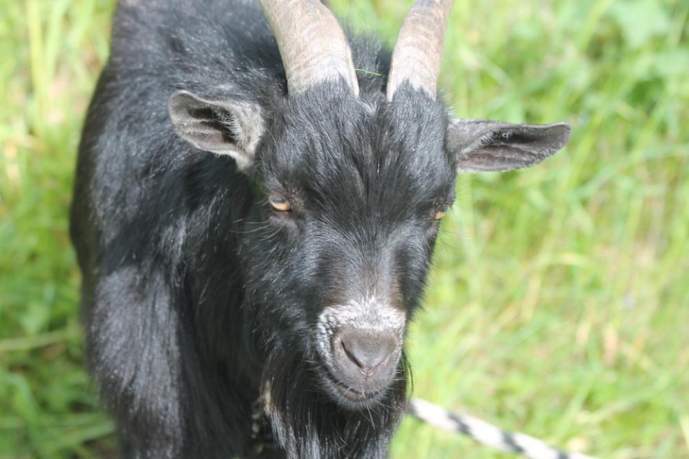 Goat Bock Mammals Horns Goat Bock Mammals Horns