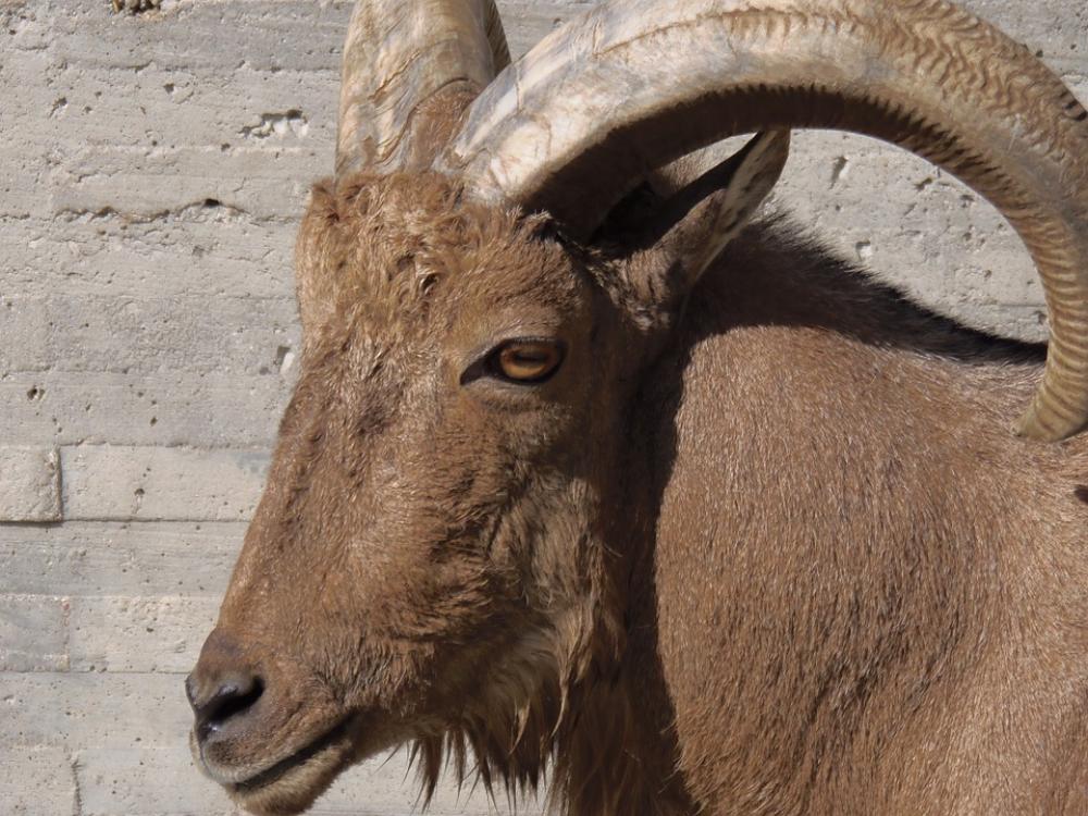 Goat Mammals Animals Arruis Goat Mammals Animals Arruis