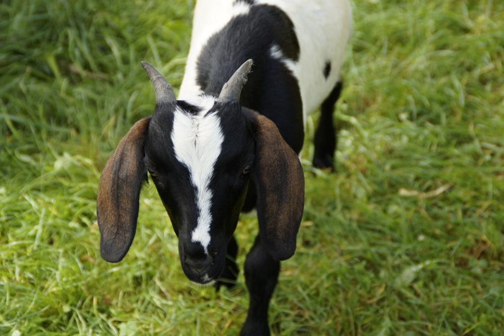 Goat Kid Young Animal Black And White Drawing Goat Kid Young Animal Black And White Drawing