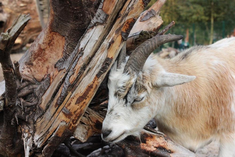 Goat Zoo Horns Horned Billy Goat Domestic Goat Goat Zoo Horns Horned Billy Goat Domestic Goat