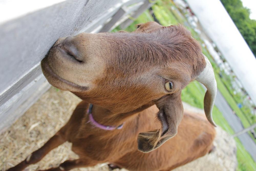 Goat Farm Nature Goat Farm Nature