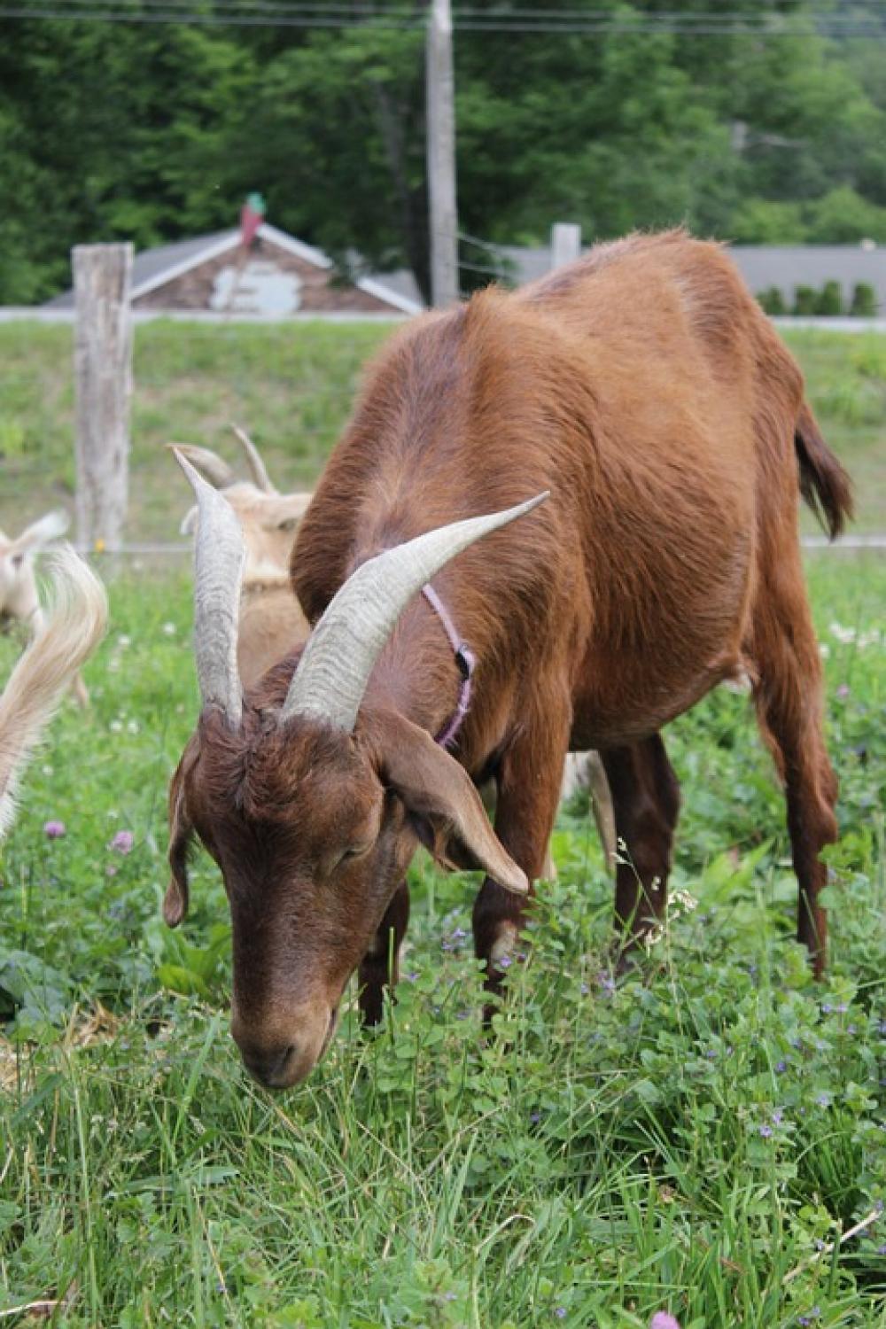 Goat Farm Nature Goat Farm Nature