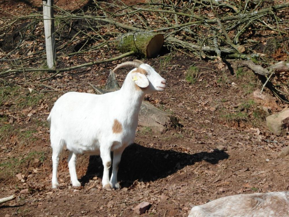 Goat Mountains Hell White Goat Mountains Hell White