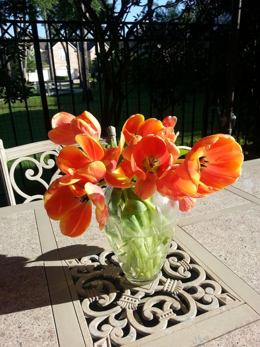 Golden Tulips Colorful Sunlight Outdoors Sunny Day Golden Tulips Colorful Sunlight Outdoors Sunny Day