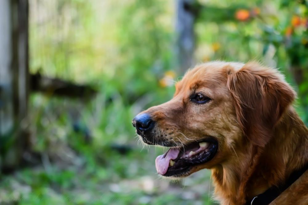 Golden Retriever Dog Pet Animal Canine Domestic Golden Retriever Dog Pet Animal Canine Domestic