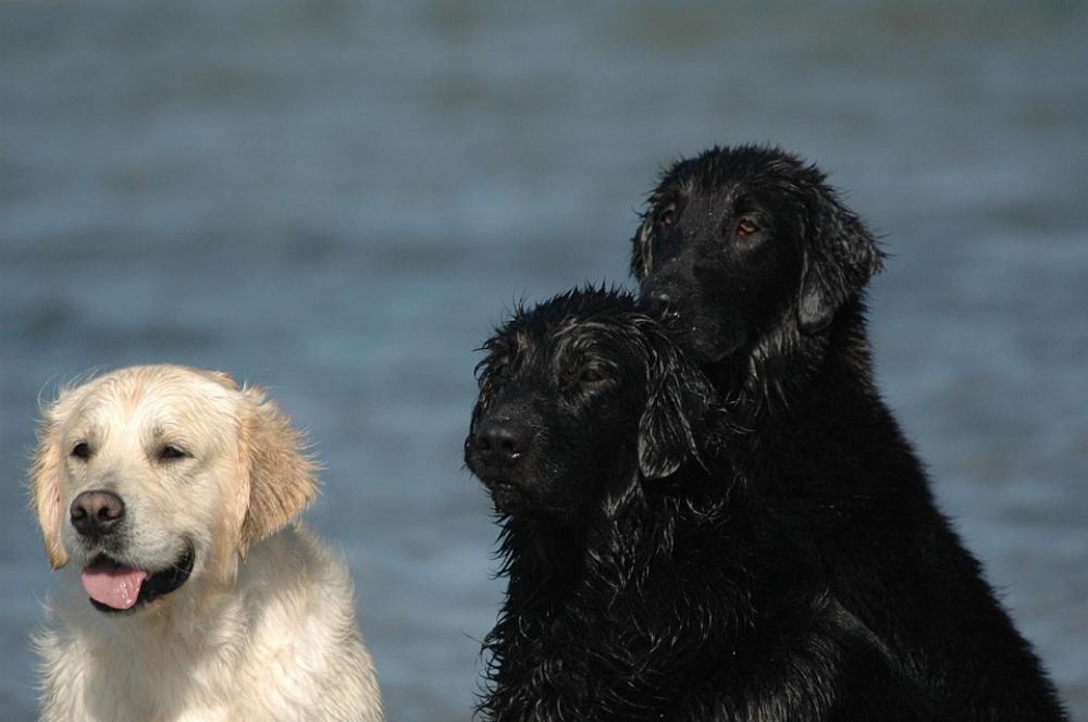 Golden Retriever Flatcoated Retriever Black White Golden Retriever Flatcoated Retriever Black White