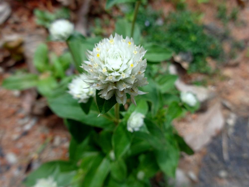 Gomphrena Flower White Globosa Plant Amaranth Gomphrena Flower White Globosa Plant Amaranth