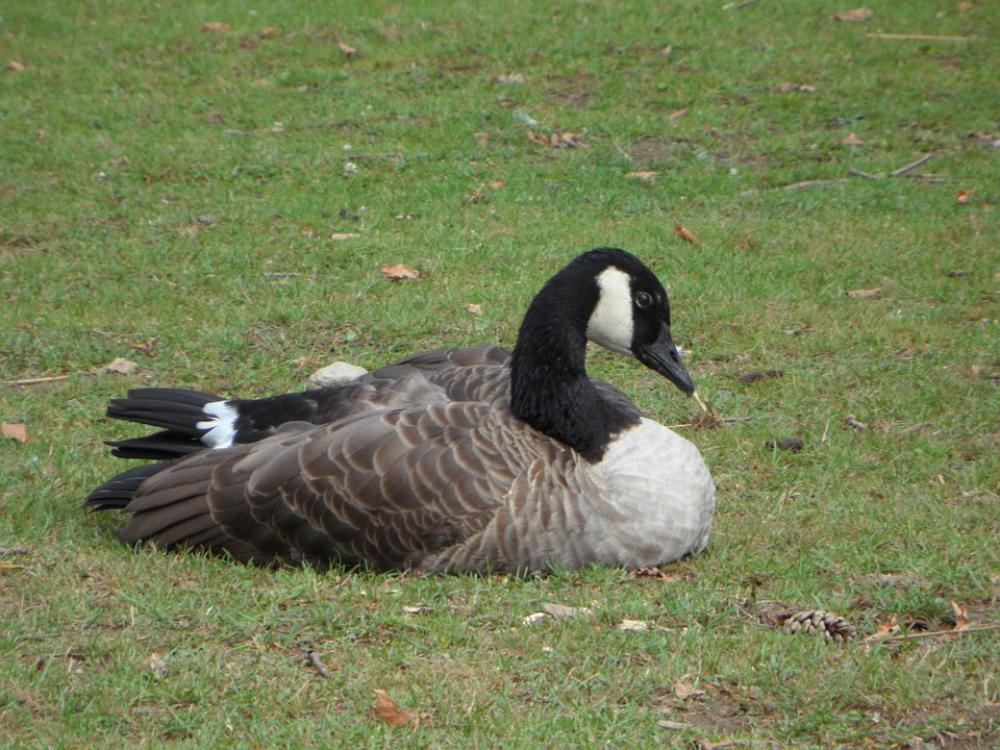 Goose Bird Animal Meadow Goose Bird Animal Meadow