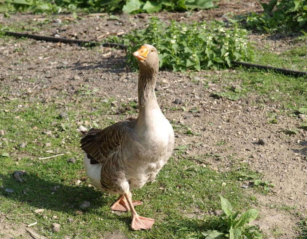 Goose Poultry Animal Domestic Goose Snooty Goose Poultry Animal Domestic Goose Snooty