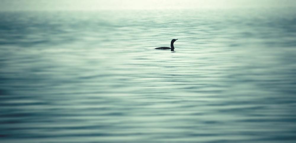 Goose Lake Water Peace Tranquility Serene Goose Lake Water Peace Tranquility Serene